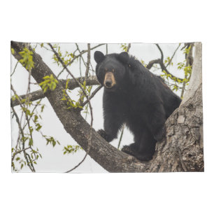 Subindo Urso Negro