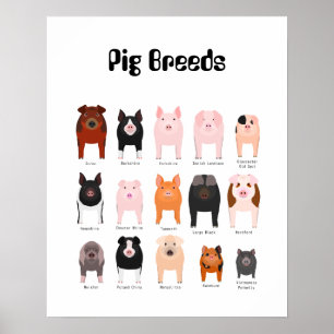 suínos de raça poster