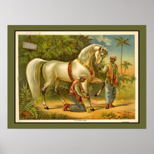Sultans Steed RARE POSTER VINTAGE personalizado