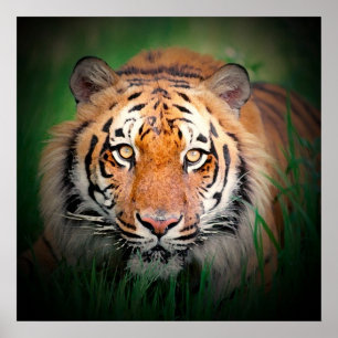 Sumatran Tiger Art Impressão