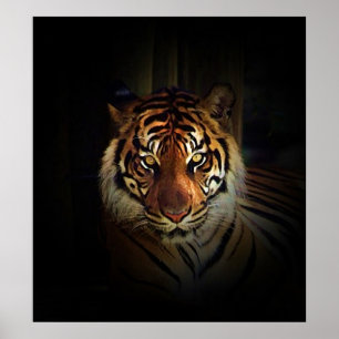 Sumatran Tiger Poster