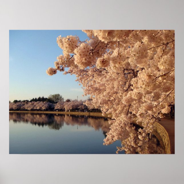 Summer Cherry Blossomo Foto Nature Wall Poster (Frente)