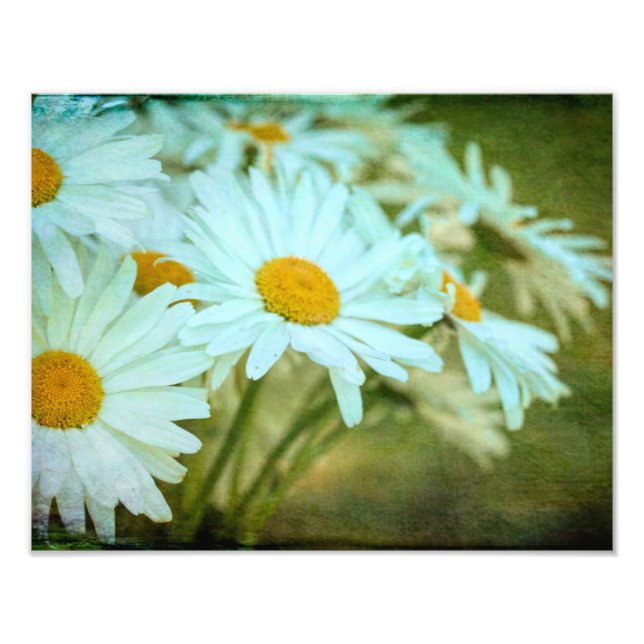 Summer Daisy Foto Alargamento (Frente)