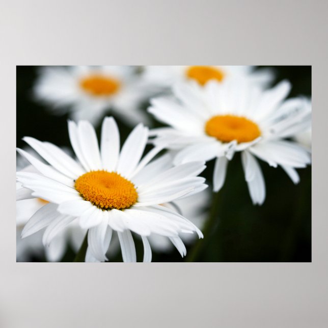 Summer Daisy Poster (Frente)