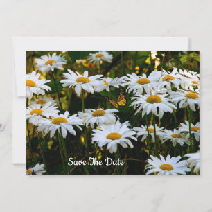 Summer Daisy Salva O Convite De Data