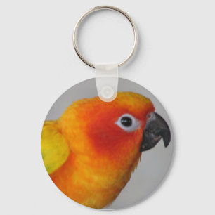 Sun Conure Chaveiro