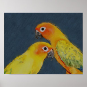 Sun Conure Parrot Pair Pair Art Poster
