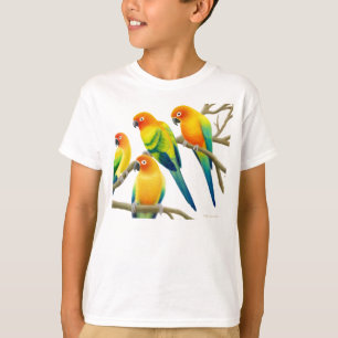 Sun Conure repete mecanicamente o t-shirt dos