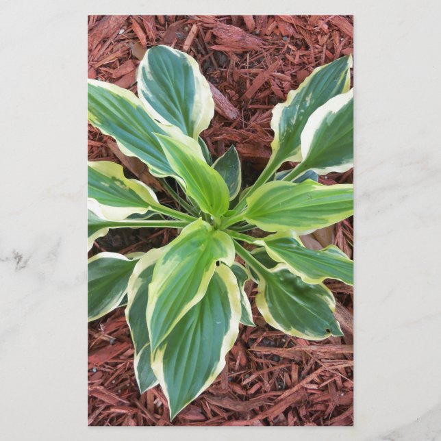 Sun Hosta (Frente)