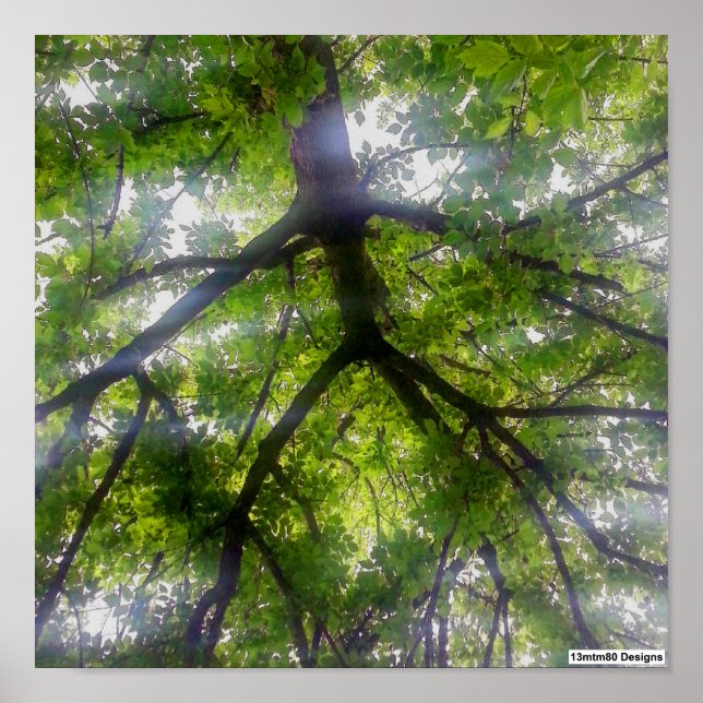 Sun Trees (Ohio) - Poster (Frente)