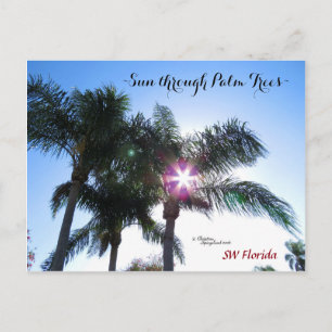 Sunburst Sun Palm tree Flórida Cartão postal