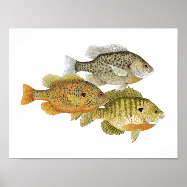 Sunfish Art Poster (Frente)