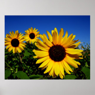 Sunflower Field Poster