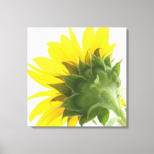 Sunflower Fuzz Canvas Impressão