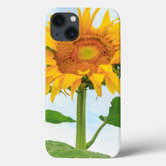 Sunflower, jardim comunitário, Moses Lake, WA, EUA (Verso)
