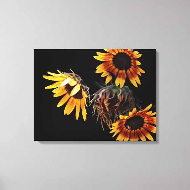 Sunflower Stretched Canvas Print (Frente)