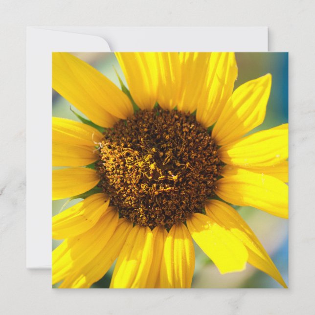 Sunflowers  (Frente)