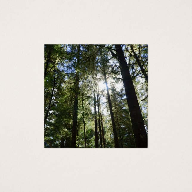 Sunlight Through Pine Trees (Frente)