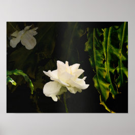 Sunlit Botanical Art Impressão