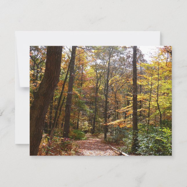 Sunlit Fall Trail no Parque Estadual de Laurel Hil (Frente)