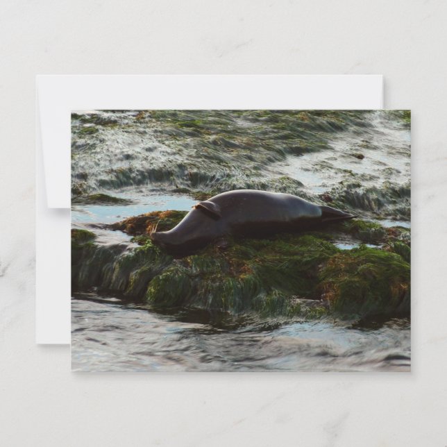 Sunset Lit Harbor Seal II em San Diego (Frente)