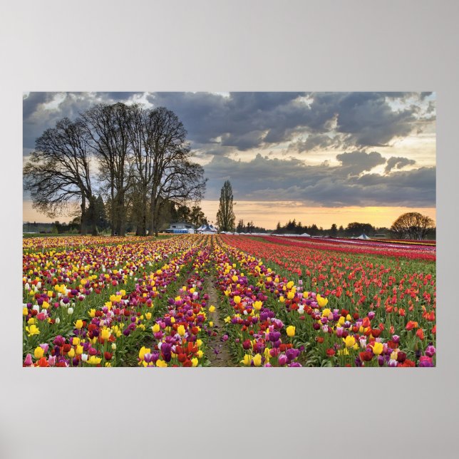 Sunset na Fazenda Tulip em Oregon Poster (Frente)