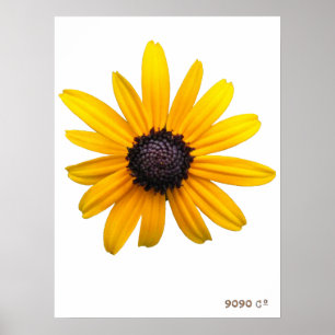 Susan Poster de olhos negros