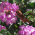 Rose Fleur Designs
