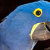 Blue Parrot Books