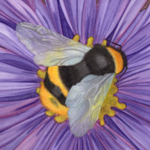 Bumblebee by Miranda