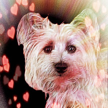 For the Love of Cairns