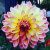 Dahlia Beauty