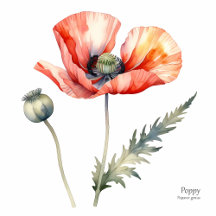 A Botanical Art Showcase