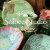 SolbeeStudio
