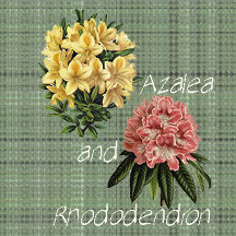 Azalea and Rhododendron