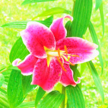 Pretty Deep Pink Stargazer Lily on Lime Green