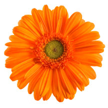 Bachelorette Party Accessory