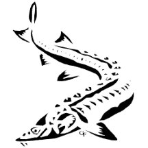 1 - Tribal Sturgeon- OG ACIPENSER - acigifts@yahoo