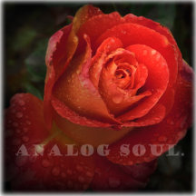 Mystique Botany: Rose in Dew