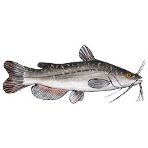 North American Catfish Group