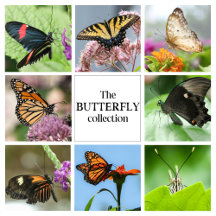 Beautiful Butterflies