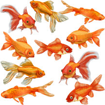 Crazy Eyes Goldfish Print