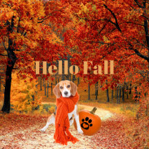 Fall Decor   Pumpkins, Leaves, Scarecrows, Foliage