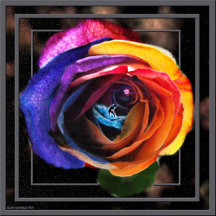 Surfing the Rainbow Rose