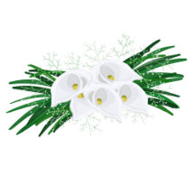 White calla lily