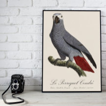 Parrots - Natural History Illustrations