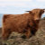 HighlandCrafts