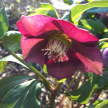 Winter Holiday Cards