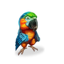 Colorful parrot!