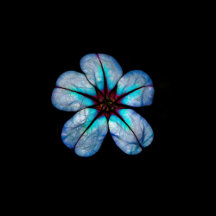Neon Flower